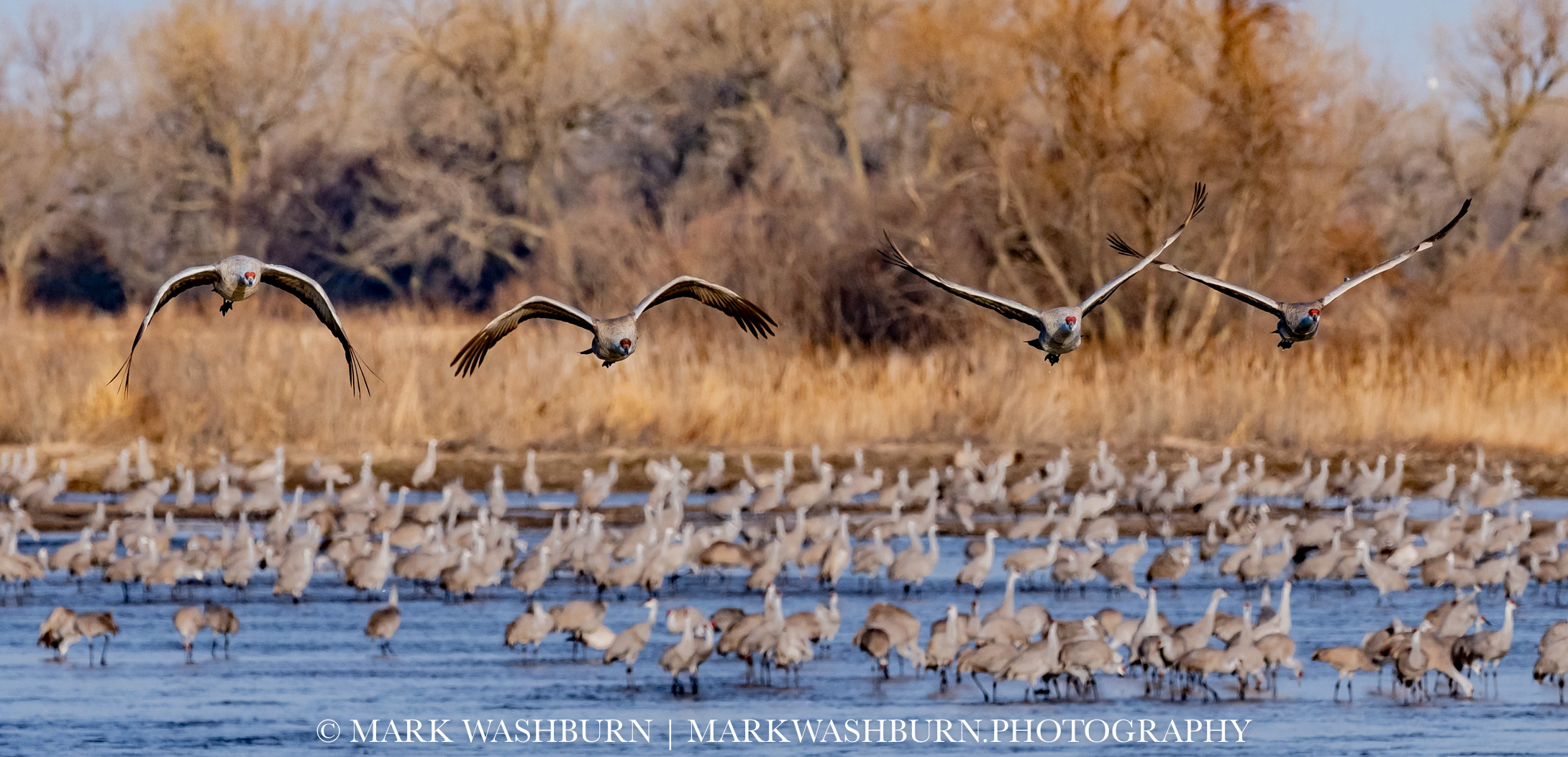 Sandhill cranes on the Platte River
