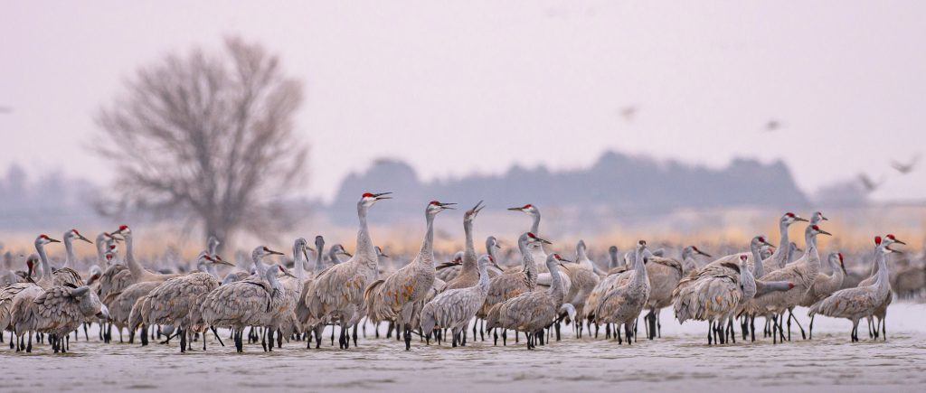 Sandhill cranes