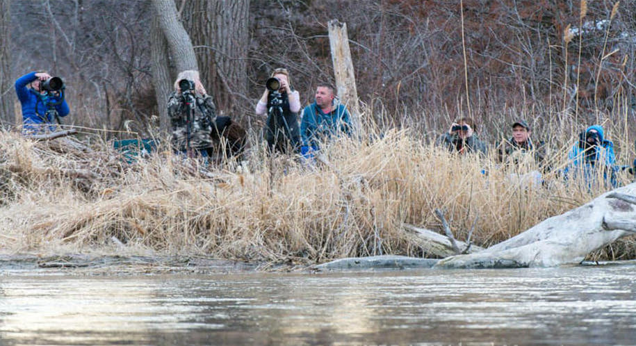 Sandhill cranes along the Platte River